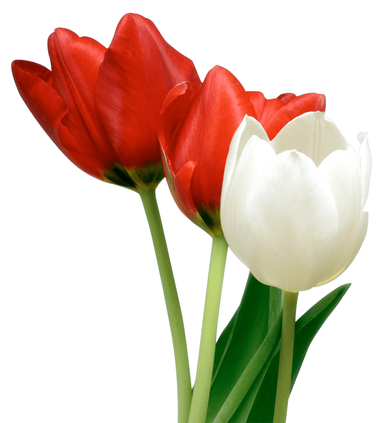 Tulips